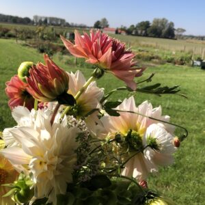 plukabonnement - 2wekelijks